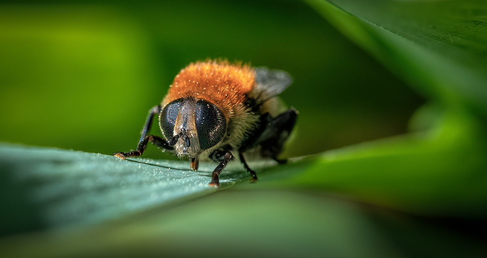 2nd PrizeAssigned Pictorial In Class 3 By Linda Rosenbluth For Bee On Plant JAN-2026.jpg